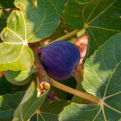 Fig Tree - 'Black Mission' - Fruiting Fig Tree - Ficus Carica