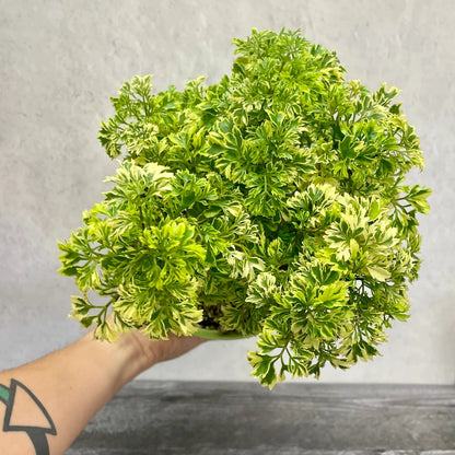 Variegated Ming Aralia - 6''