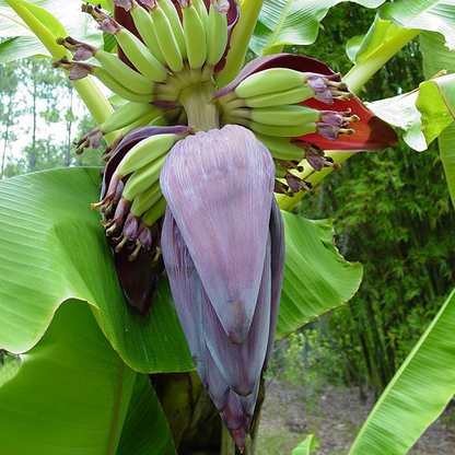 Dwarf Puerto Rican Plantain - 2 Live Plants - Cooking Plantain