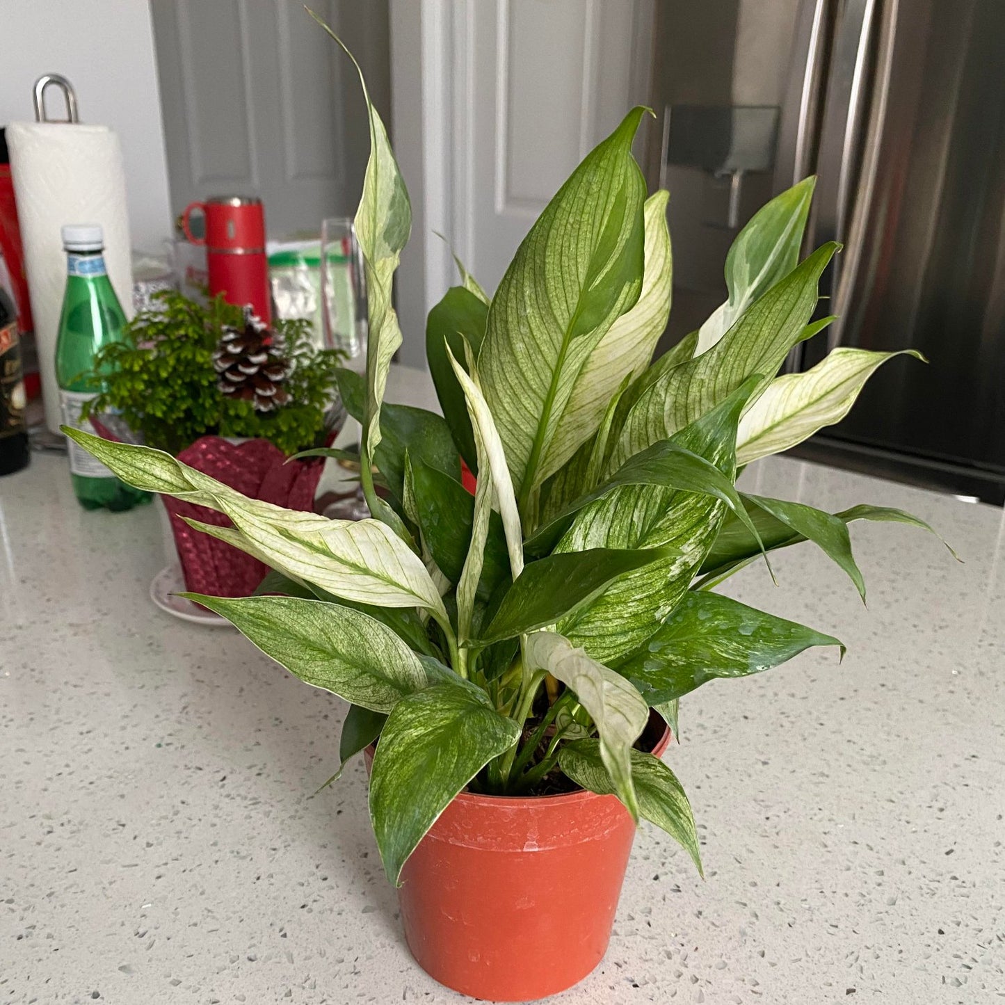 Platinum Mist Peace Lily - 8''