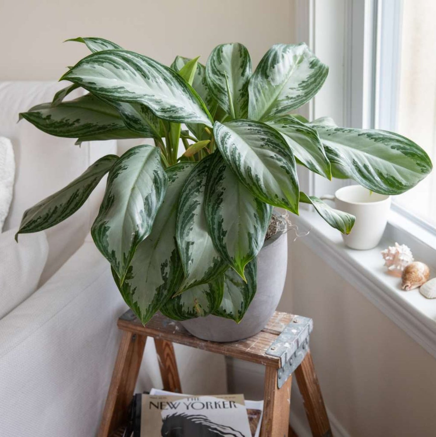 Chinese Evergreen - 6"