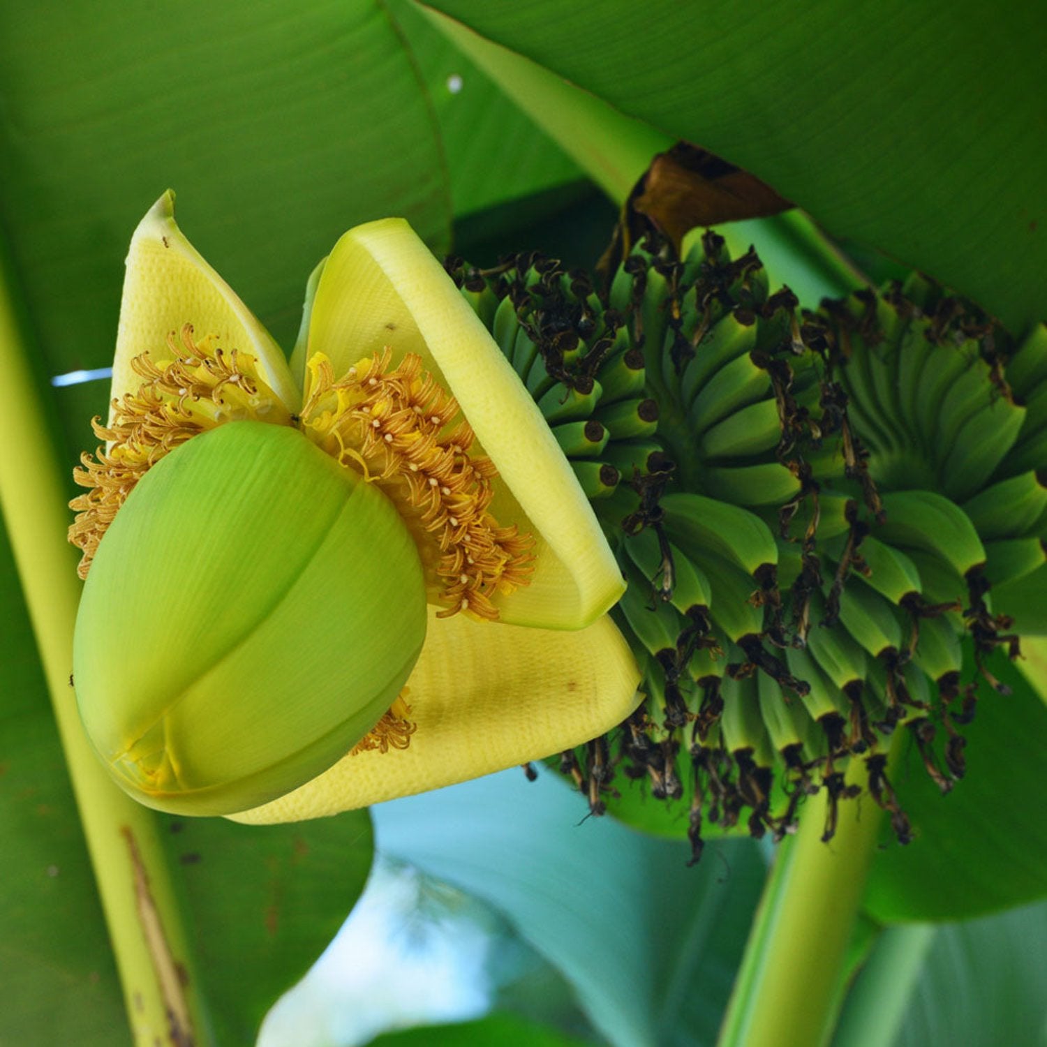 Musa - Basjoo Banana - Banana Tree 8-10" Tall