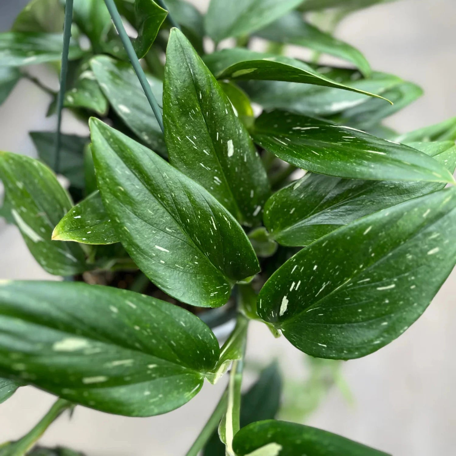 Monstera Standleyana (Non-variegated) - 4"