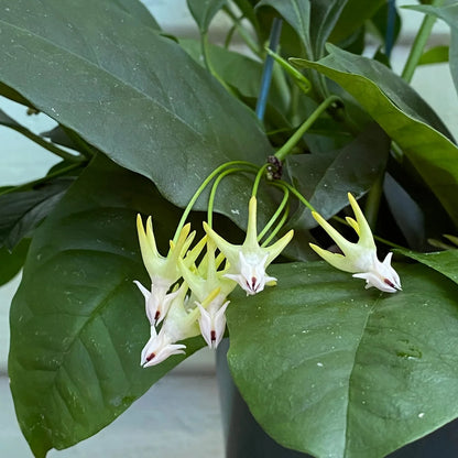 Hoya Multiflora Shooting Star - 2.5''