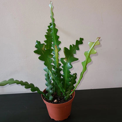 Fishbone Cactus (Rare Ric-Rac) - 6''