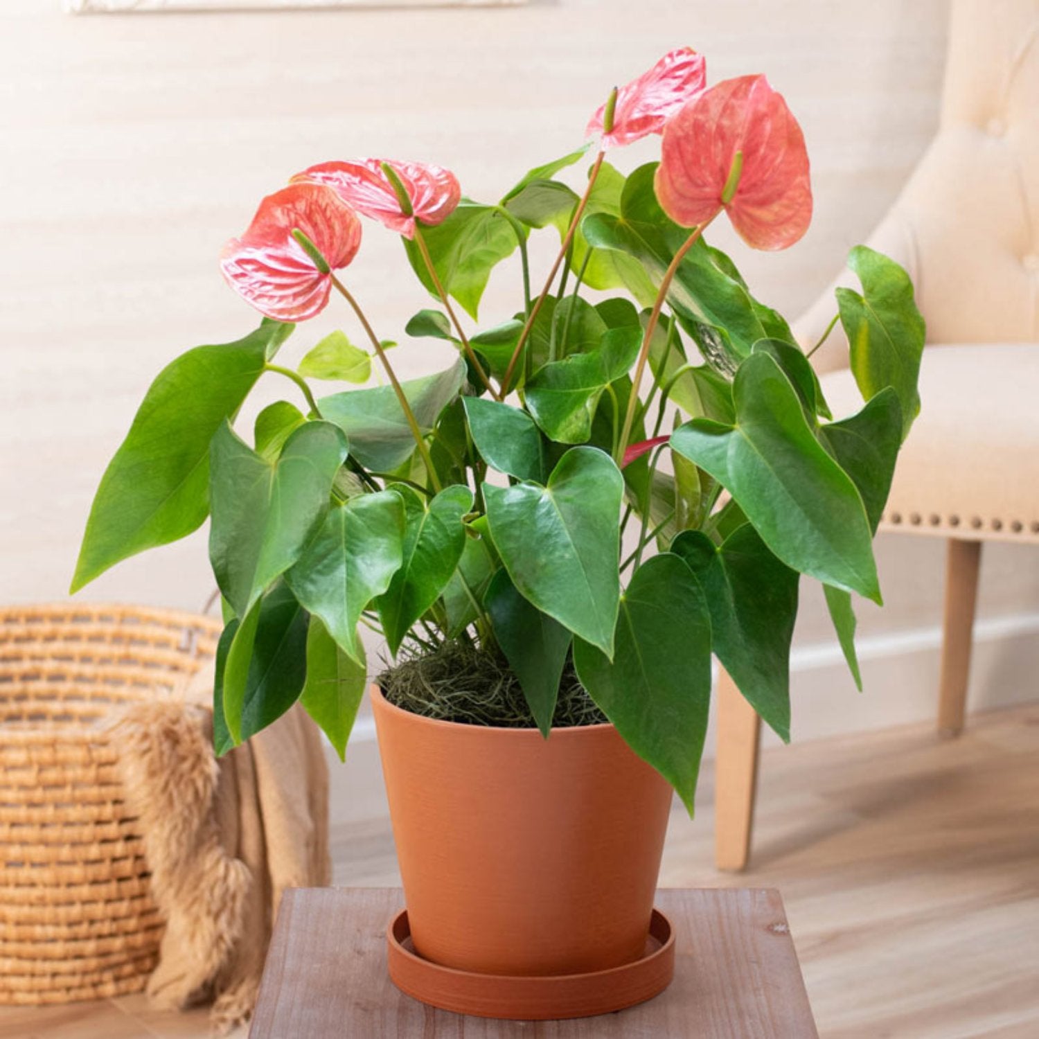 Pink Anthurium - 6"