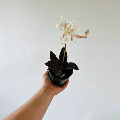 Black Jewel Orchid - 2"