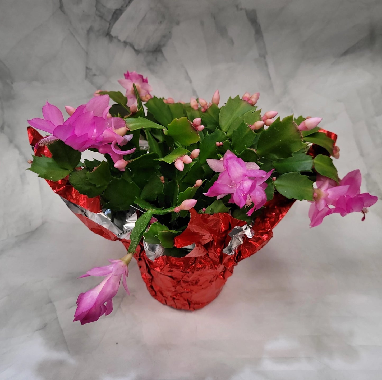 Christmas Cactus Red - 4''