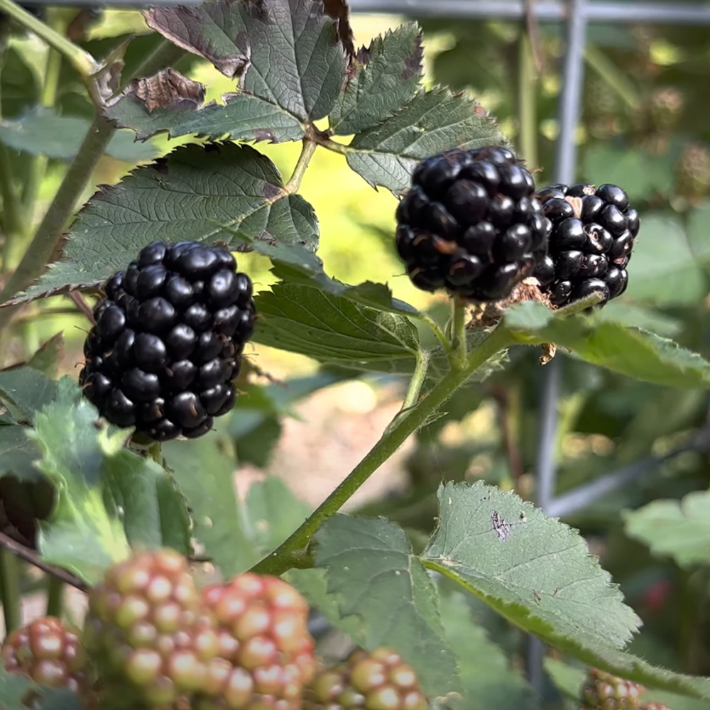 1 Plant - Ponca Thornless Blackberry Plant