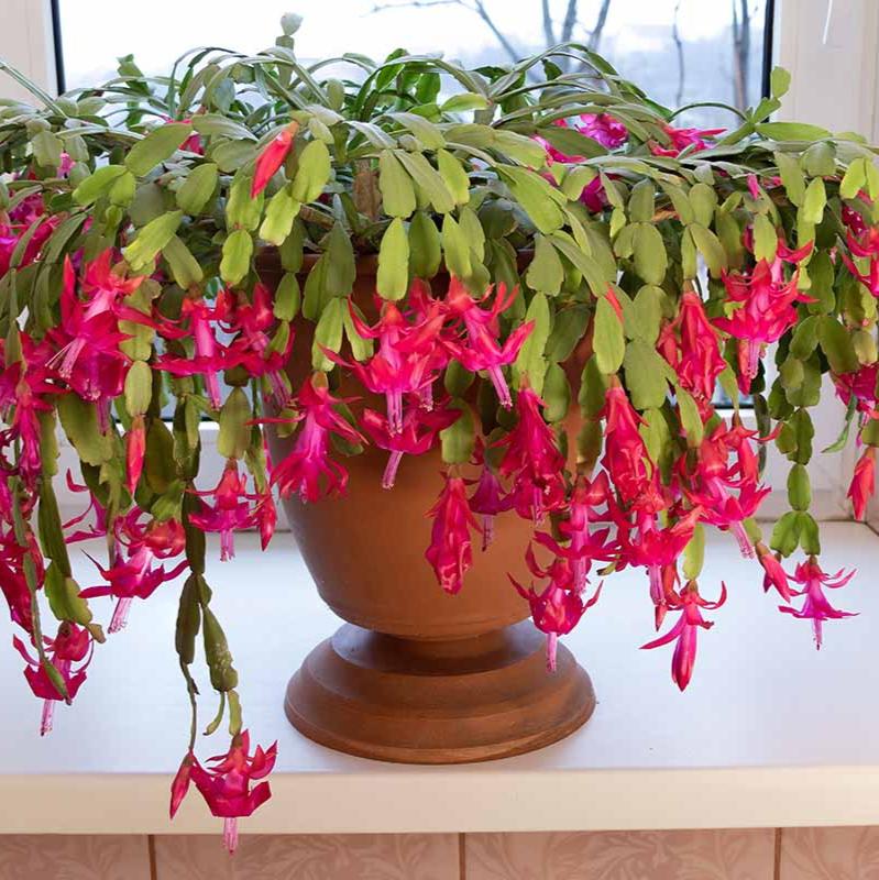 Zygocactus Rose Light Pink Christmas Cactus - 4''