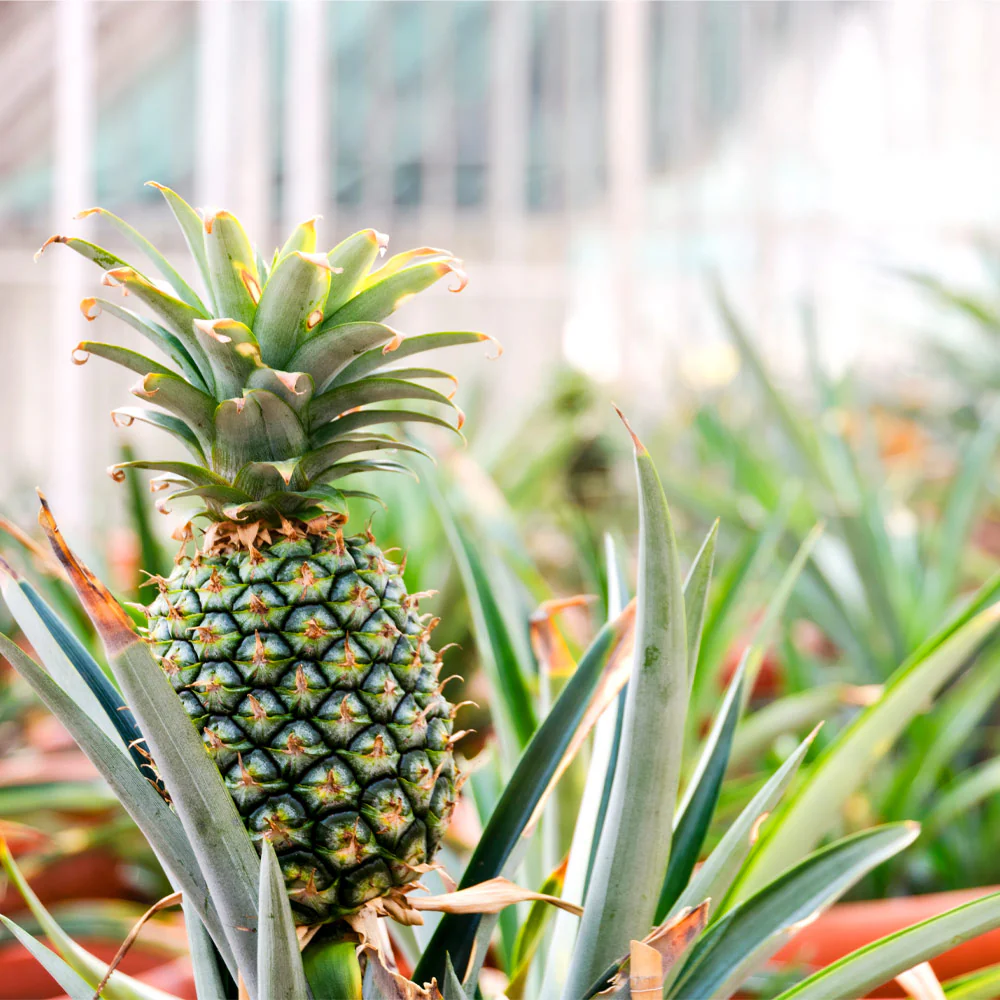 3 Plants : Salavatski Pomegranate - Dwarf Cavendish Banana - Sugarloaf Pineapple - Fruit Trees