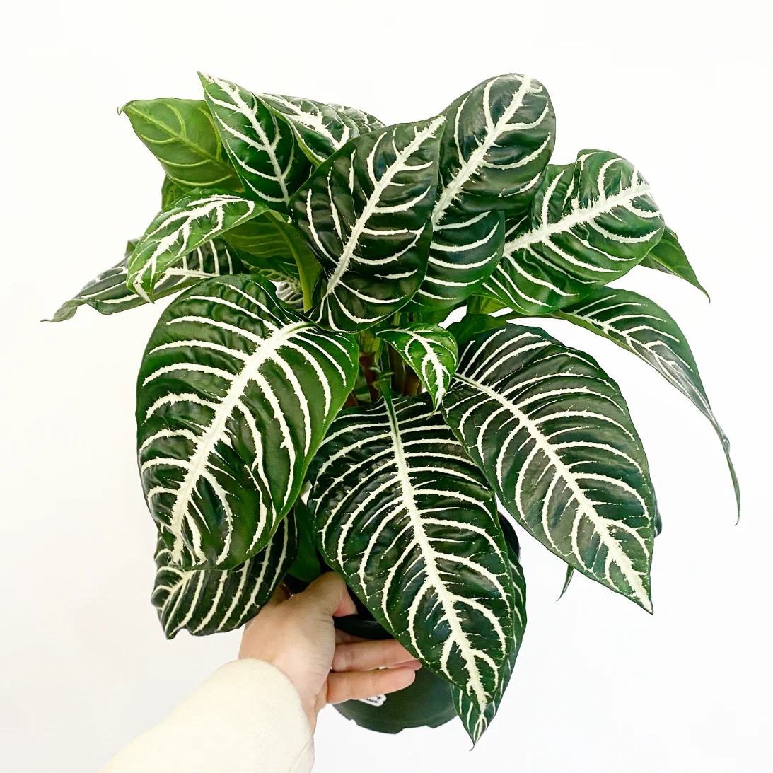 Aphelandra Zebra Plant - 4''