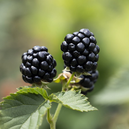 Ponca Thornless Blackberry Plants 2 Live plants