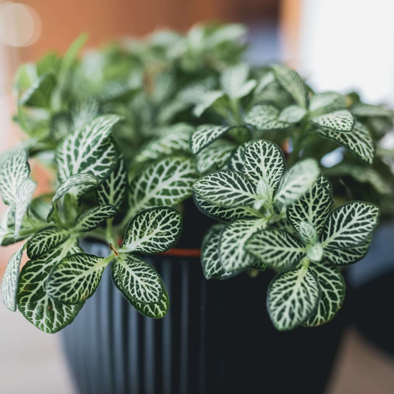 White Fittonia - 6"