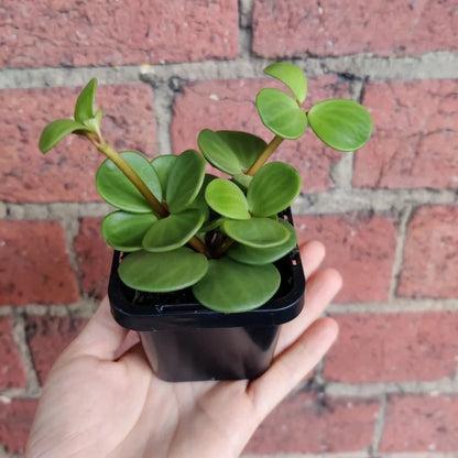 Peperomia Hope - 2''