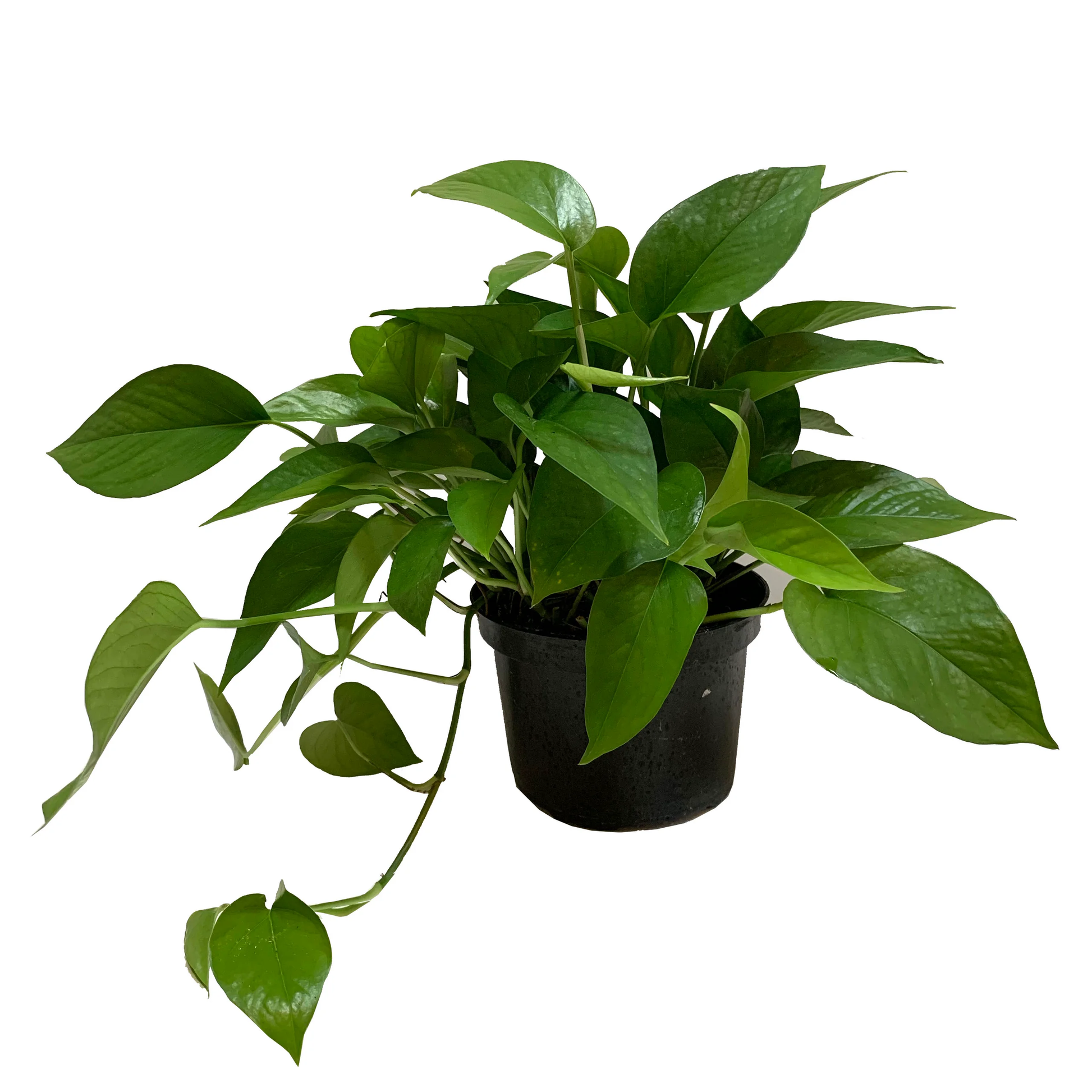 Green queen Jade Pothos - 4''