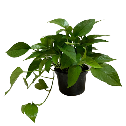 Green queen Jade Pothos - 4''