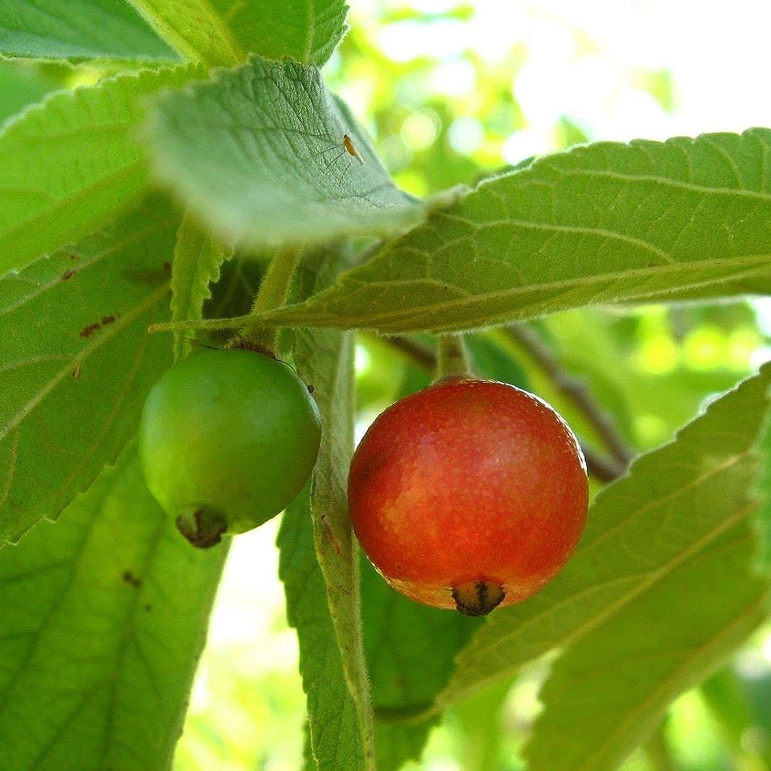 Jamaican Cherry Strawberry Tree Muntingia - Edible Cherry