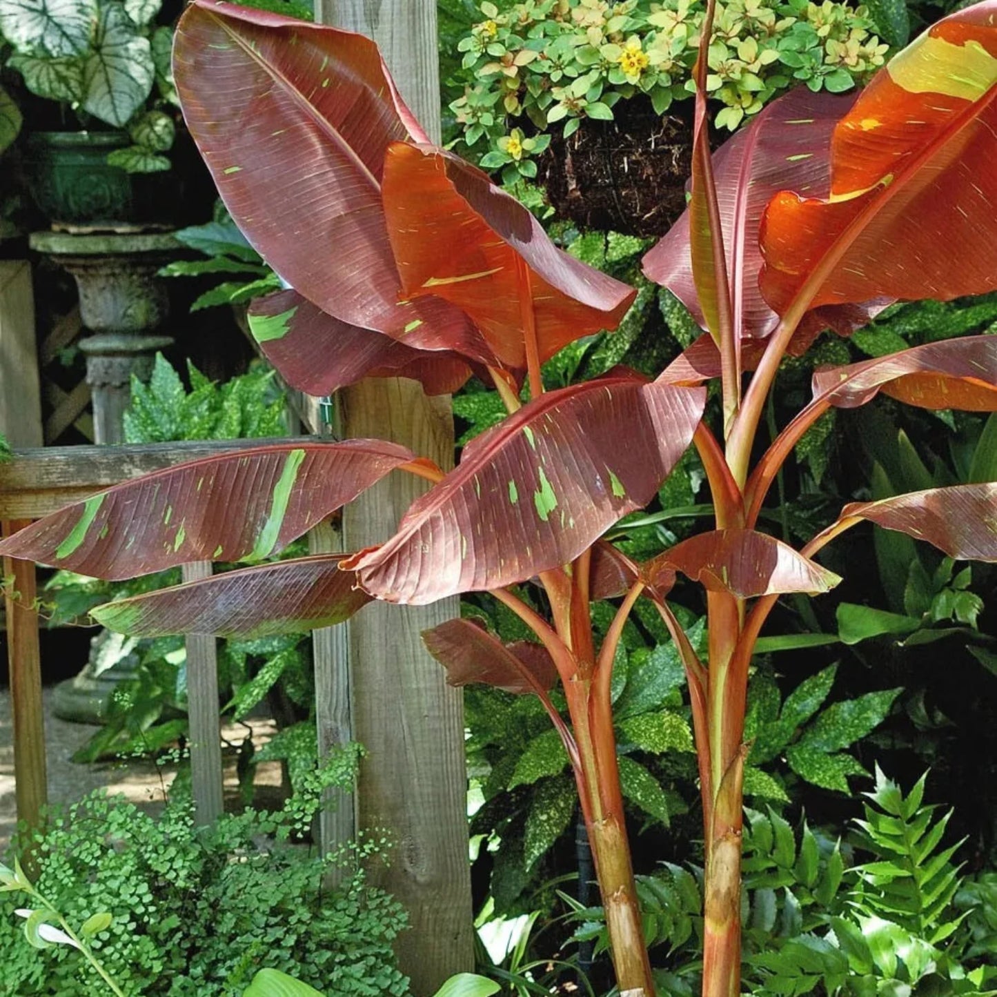 Musa - 'Siam Ruby' - Live Banana Plant