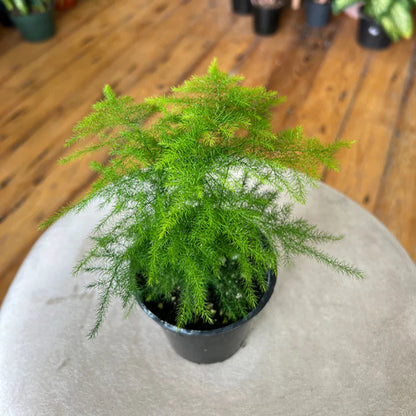 Plumosa Fern - 4''