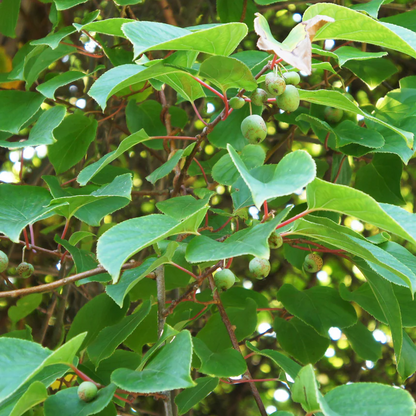 1 Kiwi Prolific Vine - Self Pollinating