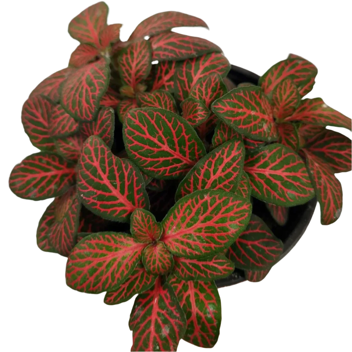 Red Fittonia - 4"