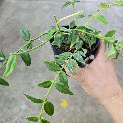 Hoya Lanceolata 'Bella' - 6"