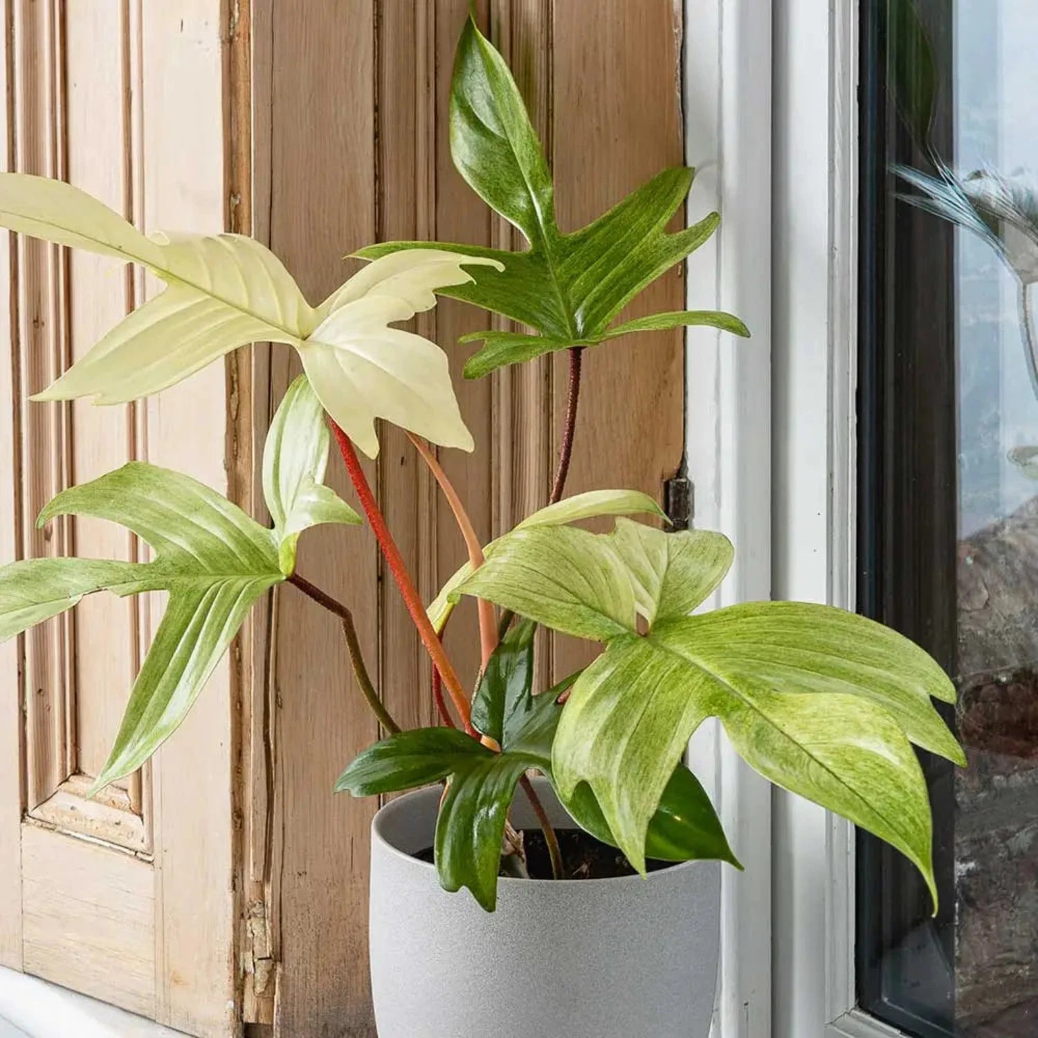 Philodendron Florida Ghost- 6"