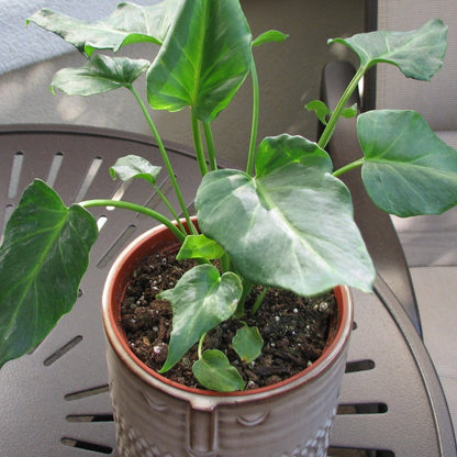 Philodendron Emerald Green - 4''