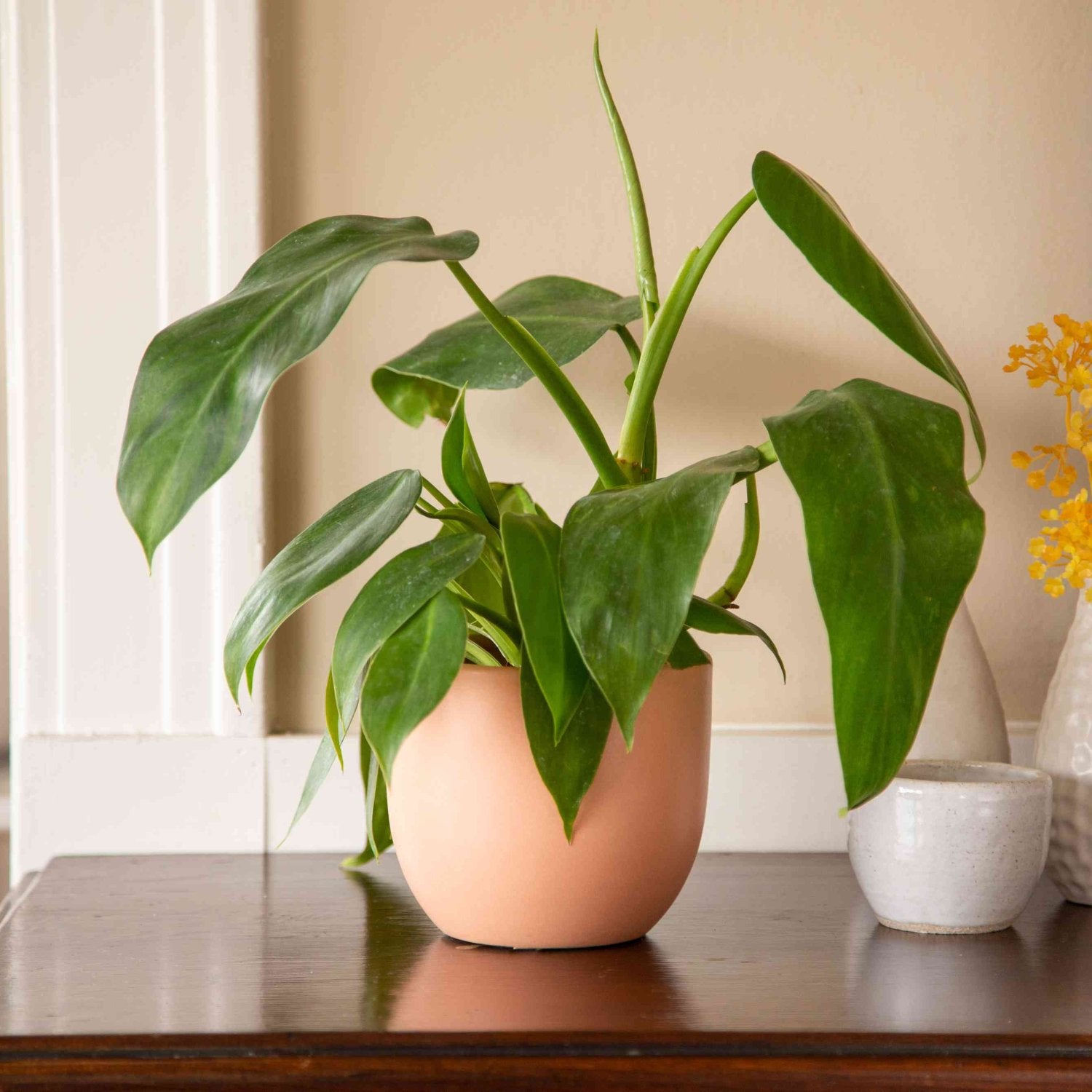 Emerald Green Philodendron - 8''