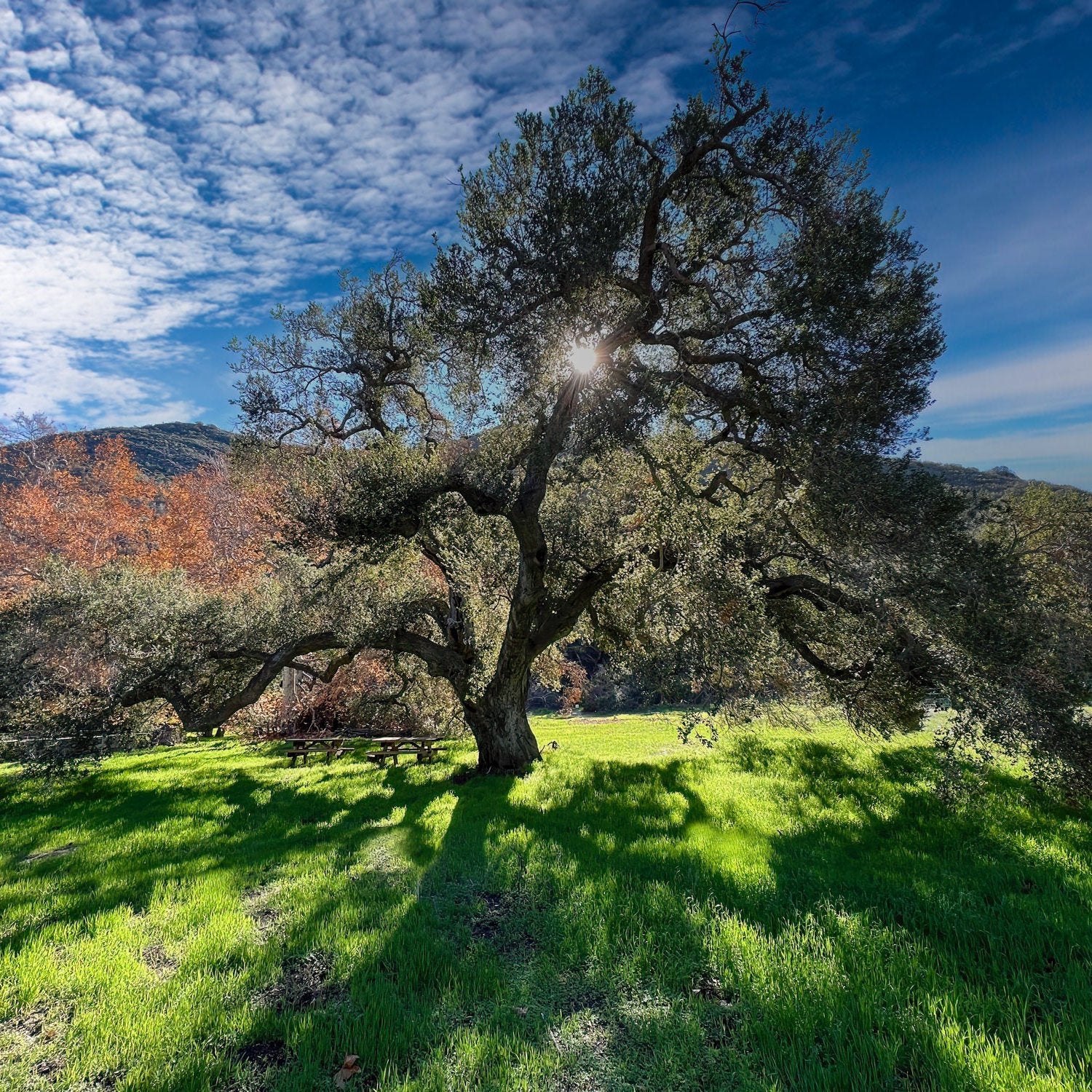 Coast Live Oak Plant Quercus Agrifolia - 4''