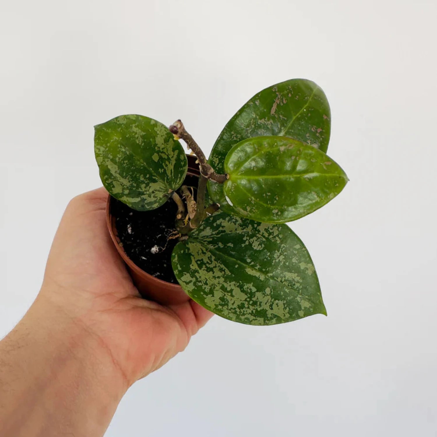 Hoya Acuta splash Verticillata - 4''