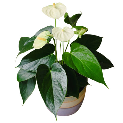 Vanilla Anthurium - 4"