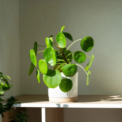 RARE Chinese Money Plant - 4''