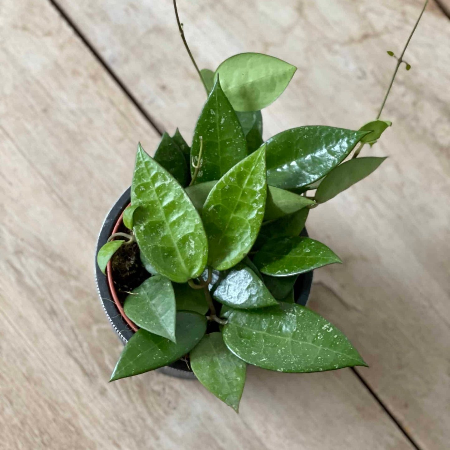 Rare Hoya Black Margin 2.5''