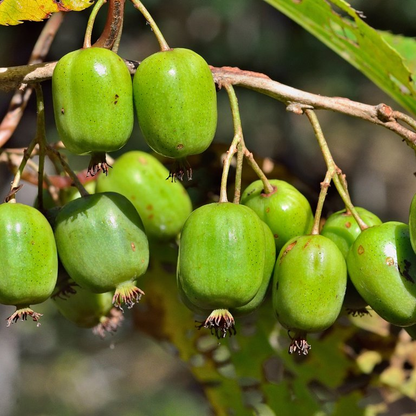 6 Kiwi vines. 3 Assai 3 Prolific . Self pollinating!