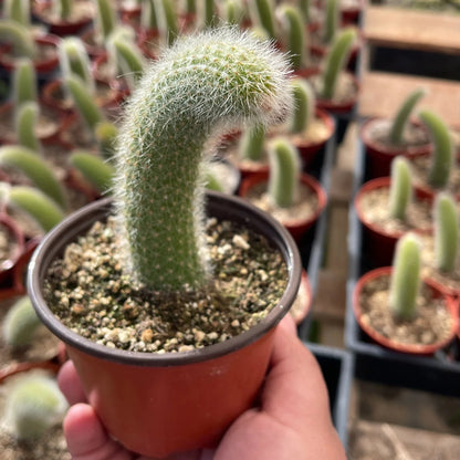 Monkey Tail Cactus - 4"