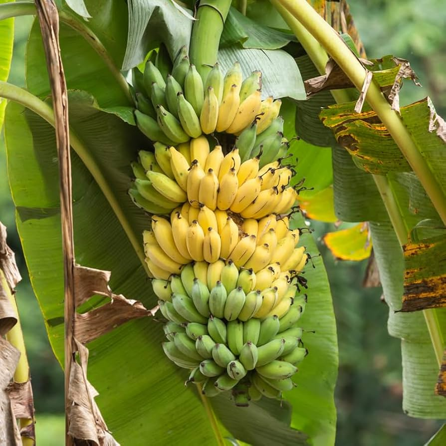 Grand Nain 4 Live Banana Trees