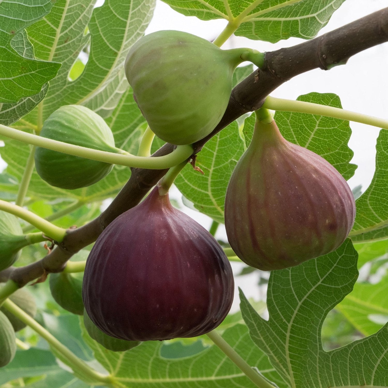 Fig Tree - 'Magnolia' - Fruiting Fig Tree - Ficus Carica