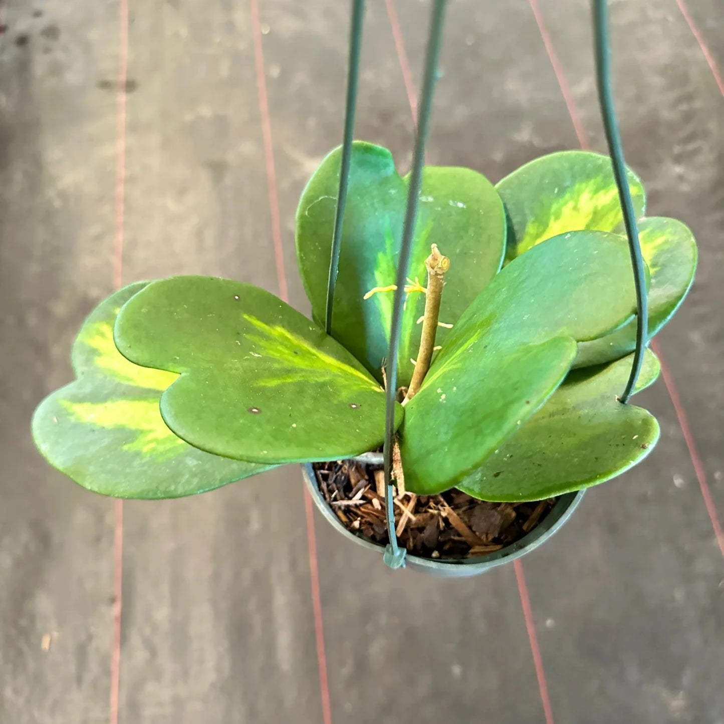 Hoya Kerrii 'Inner Variegated' - 4"