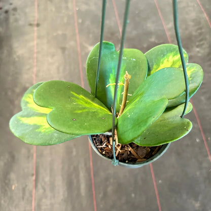 Hoya Kerrii 'Inner Variegated' - 4"