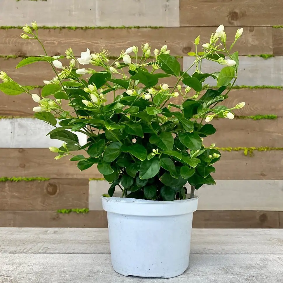 Arabian Jasmine Sambac - 4"