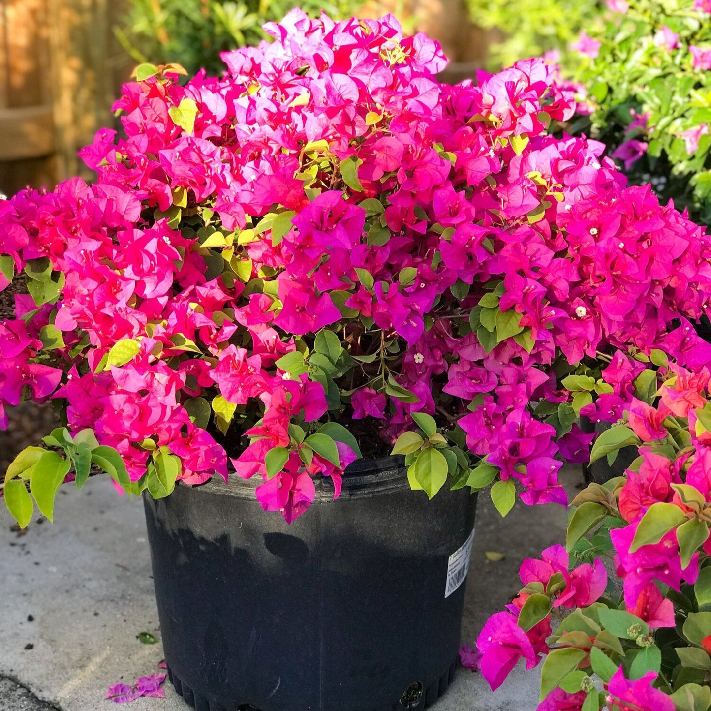 Bougainvillea - 'Barbara Karst'