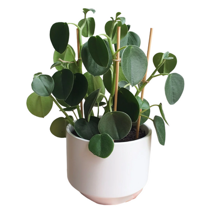 Peperomia Incana - 4''