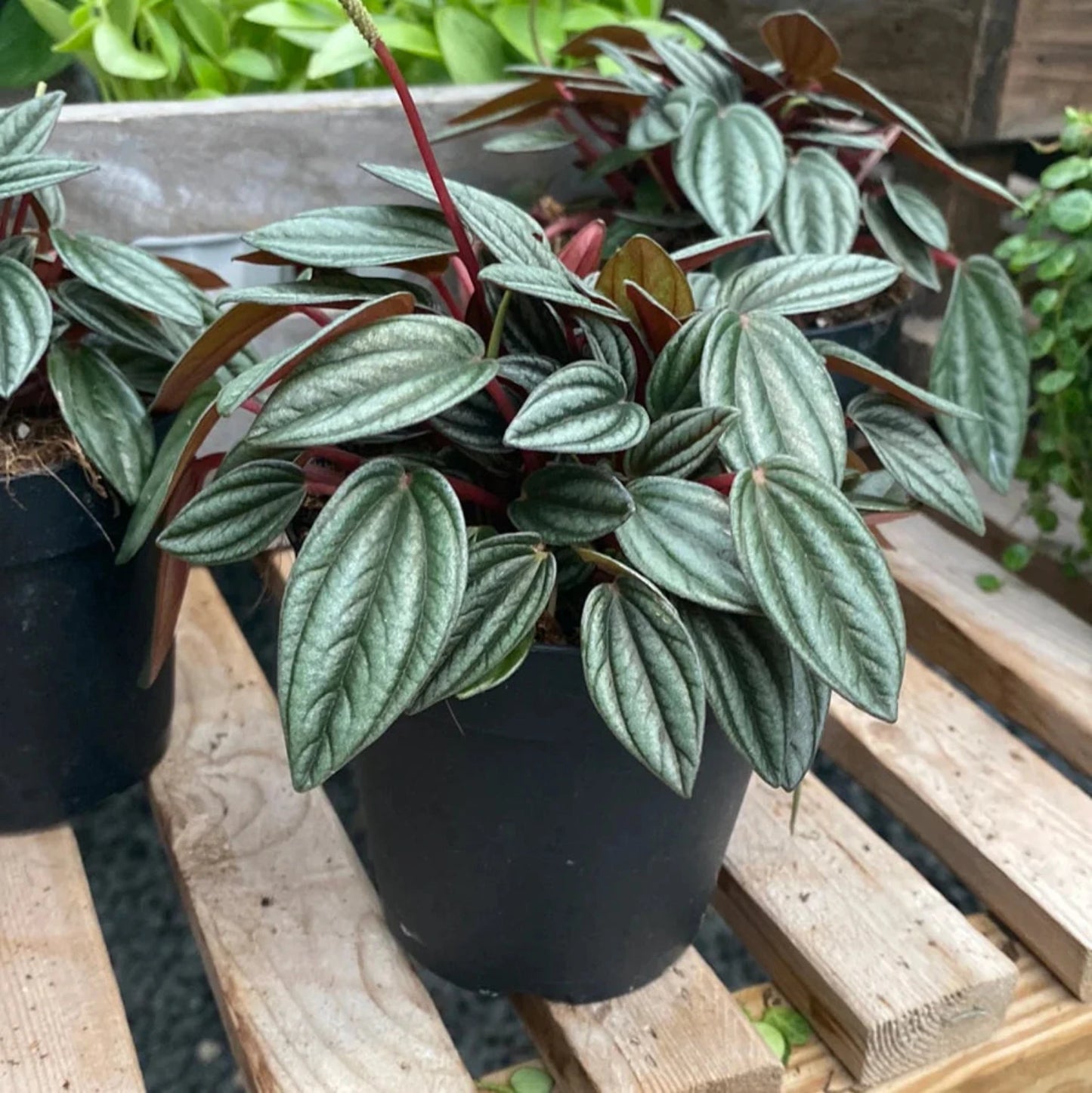 Peperomia Rosso - 4''