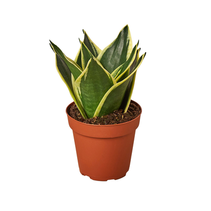 Sansevieria Black Gold - 2"