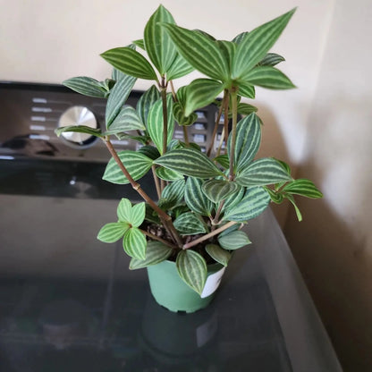 Peperomia Tetragona (Watermelon Stilt) -4''