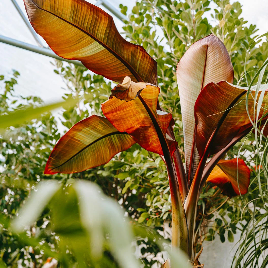 Ensete Maurelii - Red Abyssinian Banana