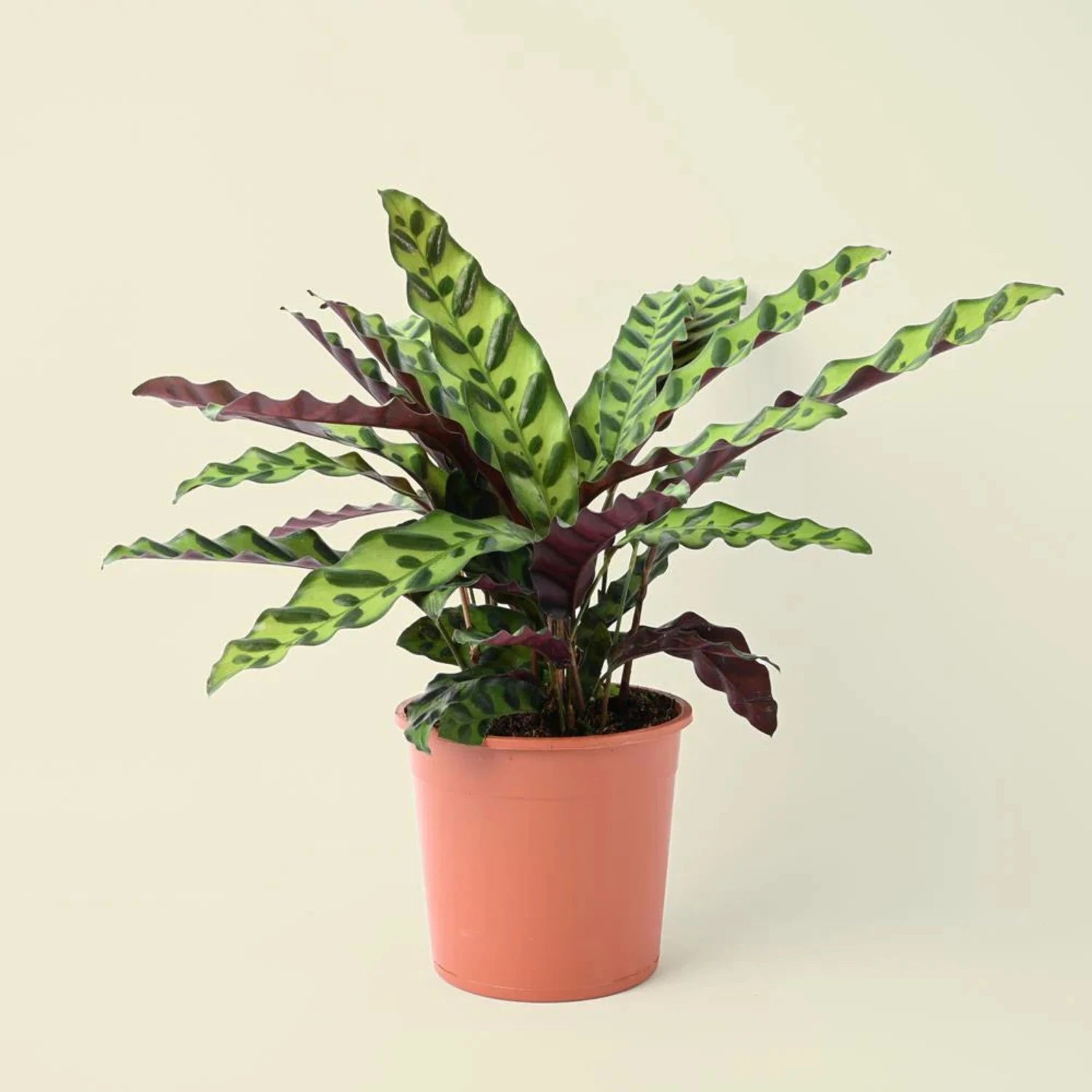 Calathea Rattlesnake Lancifolia - 6''