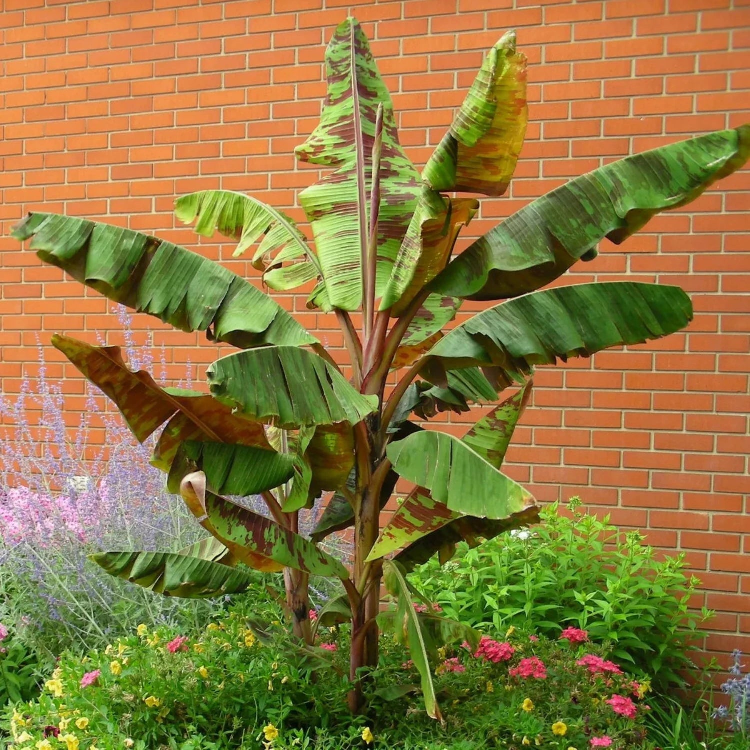 Musa - 'Zebrina' - Live Banana Plant